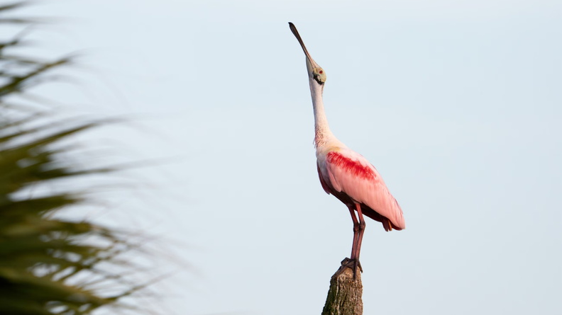 Roseate Spoonbill (Platalea ajaja), Orlando Wetlands in Christmas, Orange County, Florida, USA